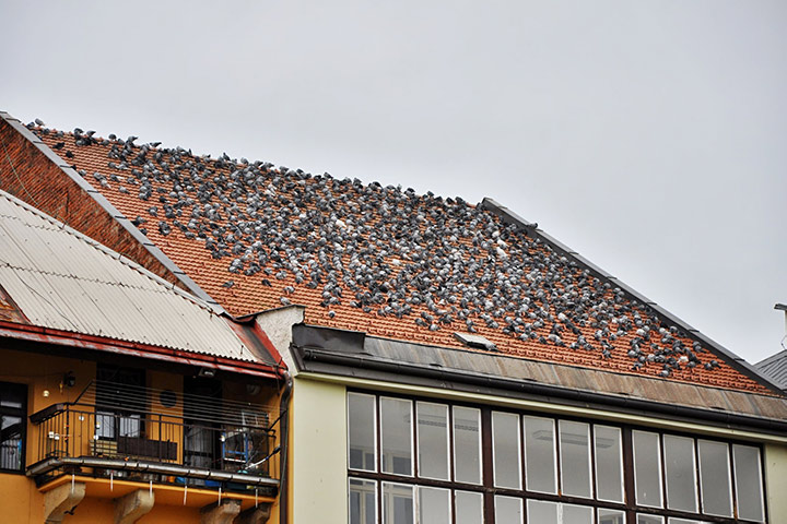 A2B Pest Control are able to install spikes to deter birds from roofs in Teignmouth. 