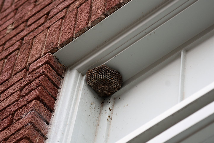 We provide a wasp nest removal service for domestic and commercial properties in Teignmouth.